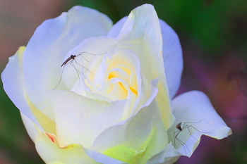 Осенняя белая роза / Оказывается, не только люди и животные страдают от комаров!...