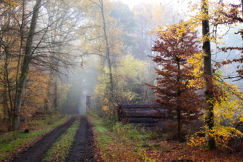 Цвет осени / По дороге в туманную осень..Прогулка по осеннему лесу.