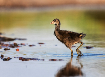 Сама грация / ***