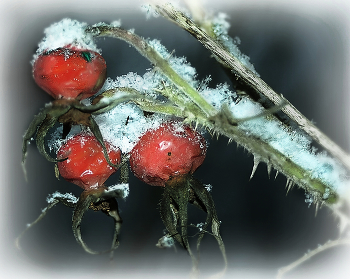 Красное и белое... / Вот такой бывает первый снег...