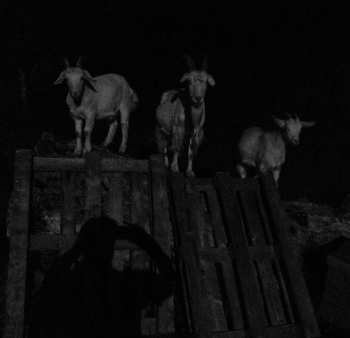 Ночные пришельцы... / ***