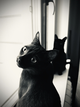 кошки / Чёрный кот кошки монохром