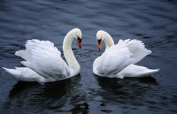 С укором посмотрели на меня / ***