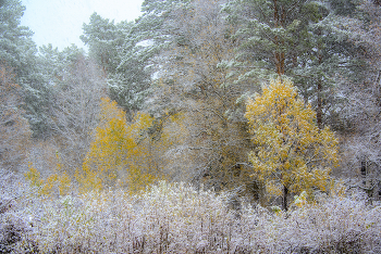 &nbsp; / Первый снег