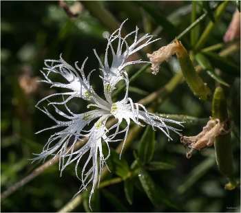 &nbsp; / Гвоздика песчаная, или Гвоздика Крылова (Dianthus arenarius)