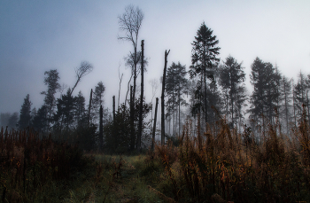 ПРИЗРАЧНЫЙ ЛЕС / .....