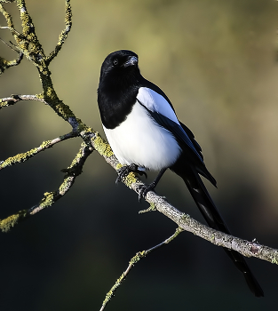 Я обыкновенная сорока / ***
