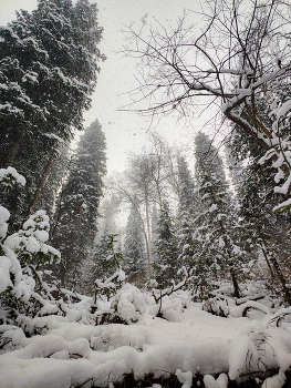 Зима пришла / Снегопад в лесу