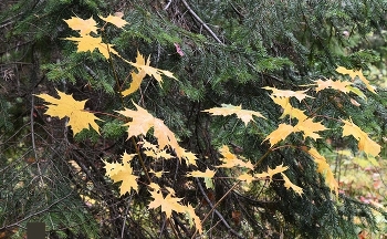 через терни к звёздам / _____