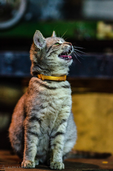 балдежка / Самьянг 85 мм 1.4