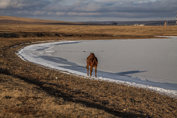 Ну вы где? Я нашёл водопой! / ***