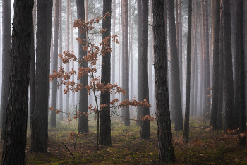 В лесу / Ноябрьский лес