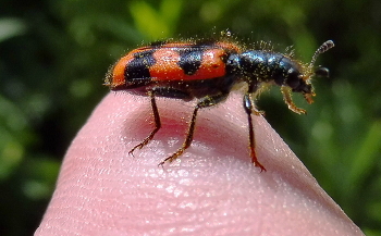 Пчеложук и я / Пестряк пчелиный или пчеложук, Trichodes apiarius