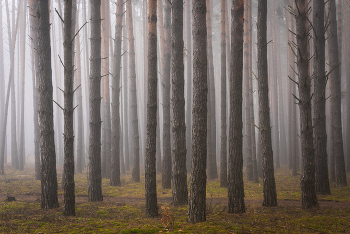 Осенний туман в лесу / осеннее утро