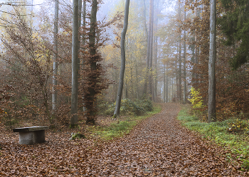Туман и осень. / Туман и осень,лес,прогулка.