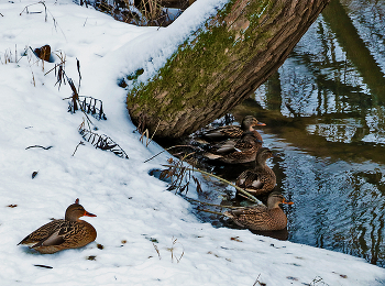 Уточки вернулись / с весны не было уток на речке, и вот вернулись