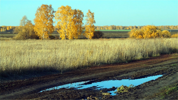 Окружила поле осень золотая / Осень на Южном Урале.