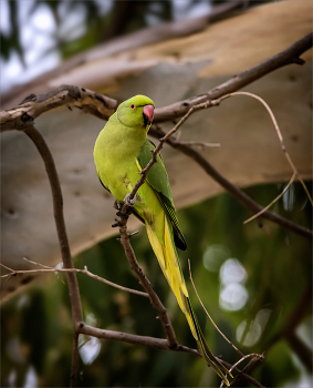 В ветвях эвкалипта / Ожереловый попугай (самочка)