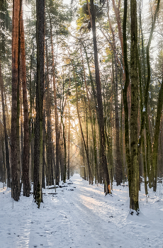 Зимнее утро в лесу / Лесопарк имени К. А. Тимирязева