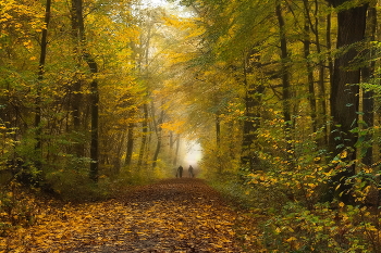 По осенним листьям / Прогулки и встречи в осеннем лесу .Осенний этюд.