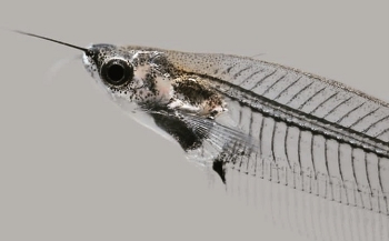 Стеклянный сом / Рыбка прозрачная родом из Индии на сером фоне