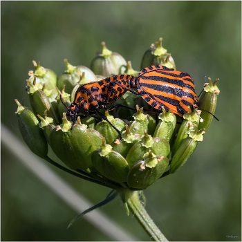 Полосатая любовь... / Щитник линейчатый, или графозома полосатая (Graphosoma lineatum)