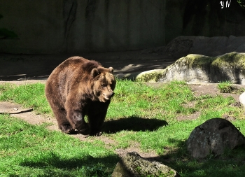 Камчатский медведь / Зоопарк Хагенбека (нем. Tierpark Hagenbeck) основан в 1907 году Карлом Хагенбеком - учёным, коммерсантом, дрессировщиком и до сих пор принадлежит его семье. На 25 га для животных созданы природные условия их обитания.

Короткая видео-зарисовка о сусликах и пингвинах:

https://www.youtube.com/watch?v=WnAX2MIXXMs

Слайд-шоу "Зоопарк Гамбурга":

https://www.youtube.com/watch?v=Ms1GfBntMoE

Парк дикой природы "Чёрные горы" (Wildpark Schwarze Berge)


https://www.youtube.com/watch?v=iTrPFuCO4Jw&amp;t=7s

Слайд-шоу "Вересковая долина":

https://www.youtube.com/watch?v=DMM68wkJe-g

Слайд-шоу "Птицы"

https://www.youtube.com/watch?v=b5vziYLabQ4&amp;t=14s

Слайд-шоу "Лебеди"

https://www.youtube.com/watch?v=CAeNjlhBcFc&amp;t=10s