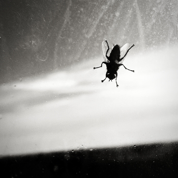 Один в поле воин / ***