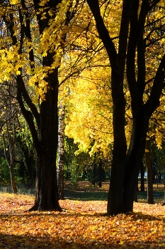 Осень / Деревья жёлтые листья дорожка аллея преспектива