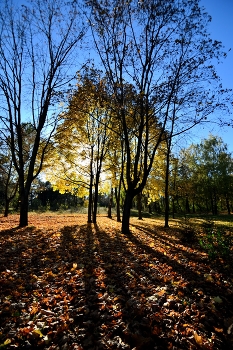 Осеннее солнце / Деревья жёлтые листья конровой свет