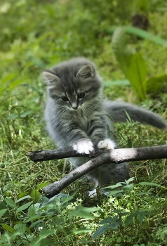 Солнечный друг / Котёнок играет на траве