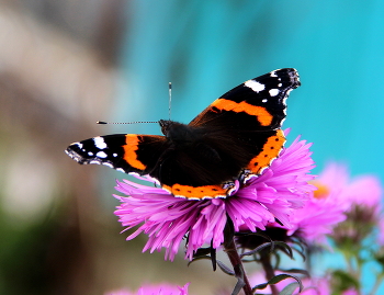 Бабочка Адмирал. / Бабочка на цветке.