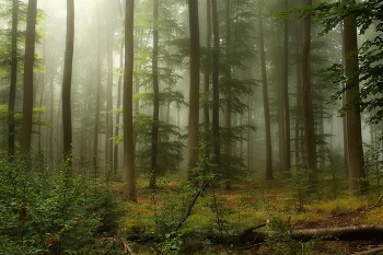 Утро / Осень в туманном лесу.Этюд.