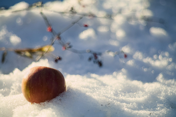 Яблоко на снегу / Зимние сюжеты
