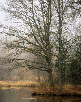 &nbsp; / Туман, Ноябрь