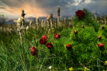 Пион узколистный / Крым. Таш-Джанган