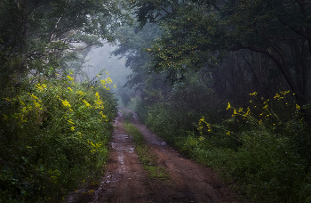 в лес, за туманами.. / Утром в лесу, в конце лета..