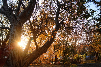 Последние листья на деревьях / Солнце и листья украсили друг друга