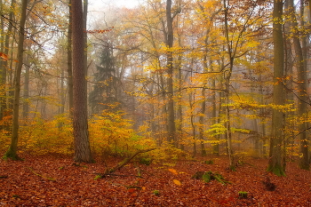 Осенние нотки / Краски осеннего леса в середине ноября.Этюд.