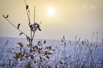 &nbsp; / Winterlandschaft mit einem Strauch