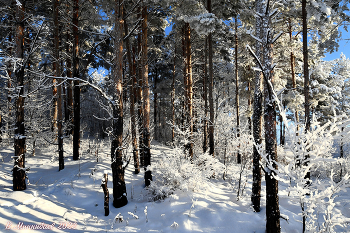 В зимнем лесу / снято в ясный морозный день