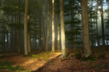 Лучик солнца / Утро в осеннем лесу..когда уходит туман и появляется солнце.