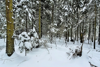 "Темный лес, что шапкой принакрылся чудной..." / "Темный лес, что шапкой
 Принакрылся чудной
 И заснул под нею
 Крепко, непробудно ..."
 И.Суриков