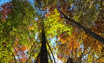 С надеждой мы стремимся ввысь / Мы ожиданием любви
Наполнены, как небо светом.
Душой переплетаясь с ветром,
С надеждой мы стремимся ввысь....