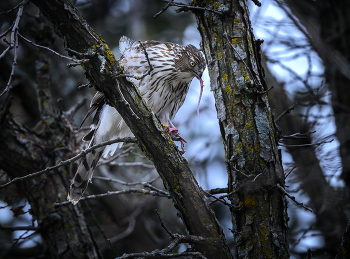 Cooper's hawk (immature) / Ястреб Купера моногам, создает пару на всю жизнь. Пара выводит один выводок в год. Самец подыскивает подходящее место для гнезда, а самка строит гнездо, которое состоит из веток, палок и хвои. По внешнему виду гнездо ястреба Купера похоже на гнездо ястреба-тетеревятника, только оно построено из более тонких прутьев и веток и меньше по размеру. Высиживает яйца только самка, самец в это время ее кормит и защищает гнездо.Птицы, живущие в западной части ареала меньше по размеру, чем на востоке. Крылья короткие и округленные, что делает этого ястреба очень маневренным летчиком в плотных, засаженных деревьями лесах. Полет очень быстрый, может пролетать через кусты со скоростью до 90 км/ч.