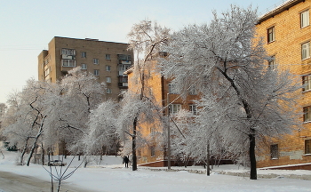 Заснеженные деревья / Деревья в снегу