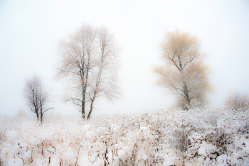&nbsp; / Деревья на фоне снегопада