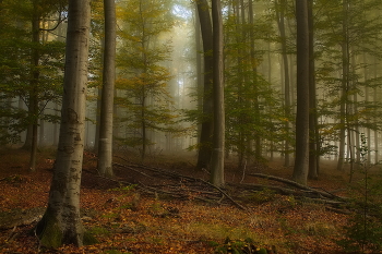 Буковый лес в октябре / Туманное утро в буковом лесу.