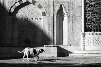 эээ.. дог! / псино
