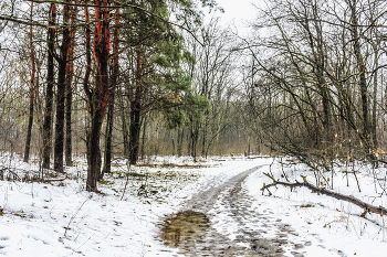 И это все зимой, в декабре.. / Зимним утром в лесу. Когда выпал снег, но температура на плюс.. По лесной дороге. Уходящая вправо дорога леса.. Пасмурное утро, лес, дорога...